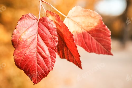 Preview: Bright leaves on blurred background, outdoors. Autumn day