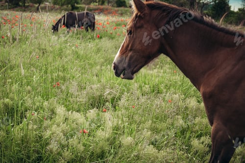 Preview: Beautiful red horse with long black mane in spring field