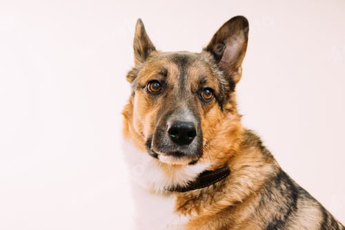 Preview: Portrait of mixed-breed mongrel dog with ears sticking out on white background, copy space. Dog dog