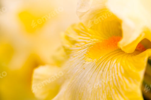 Preview: Flowers