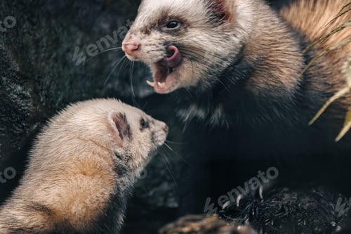 Preview: Pair of ferrets in a grassy meadow.