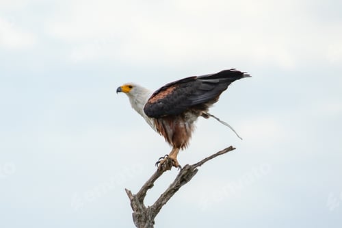 Preview: African Fish Eagle
