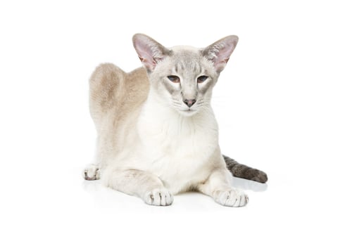 Preview: Beautiful oriental siam cat