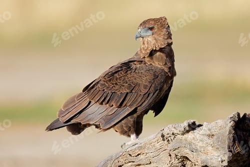 Preview: Bateleur eagle perched on a tree stump