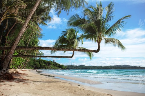 Preview: coconut tree on beach