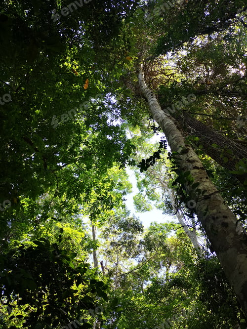 Preview: nature green landscape background with tropical forest tree plant, green environment park
