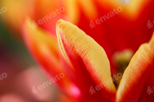 Preview: Tulip. Spring flowers background bunch of colorful flowers, macro photography