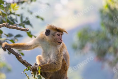 Preview: Monkey
