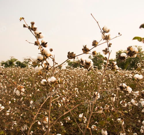 Preview: Cotton field white with ripe cotton ready for harvesting, India