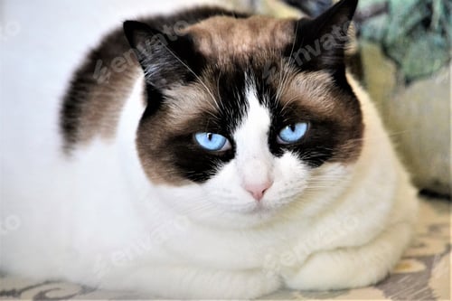 Preview: Ragdoll cat with blue eyes
