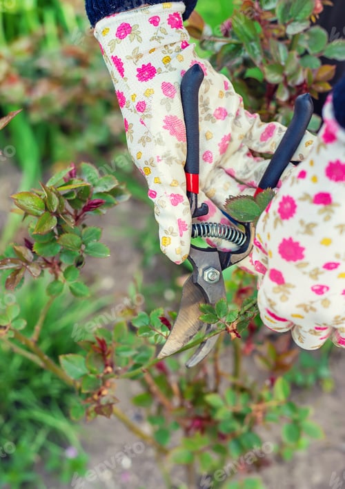 Preview: nature