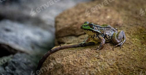 Preview: Frog perching on rock