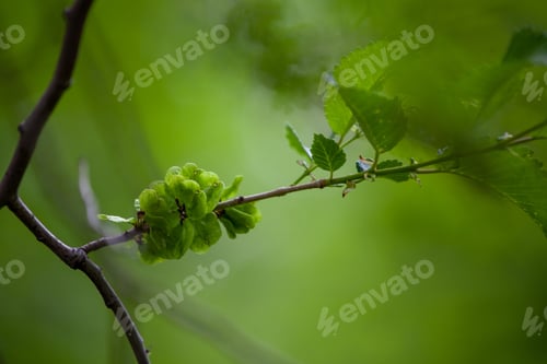 Preview: Ulmus pumila, the Siberian elm. It is also known as the Asiatic elm and dwarf elm.