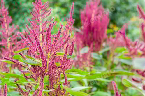 Preview: Blooming amaranth flowers plant field, closeup