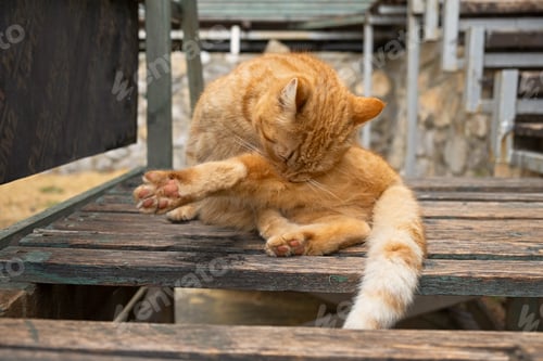 Preview: A street cat washes up.