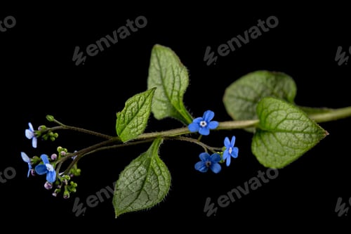 Preview: Blue flower of brunnera, forget-me-not, myosotis, isolated on black background