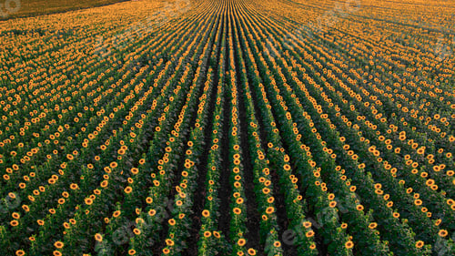 Preview: Blooming flowers in the sunflower plantation