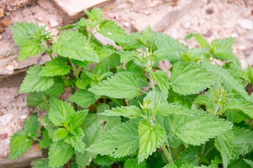 Preview: Urtica dioica, often called common nettle or stinging nettle