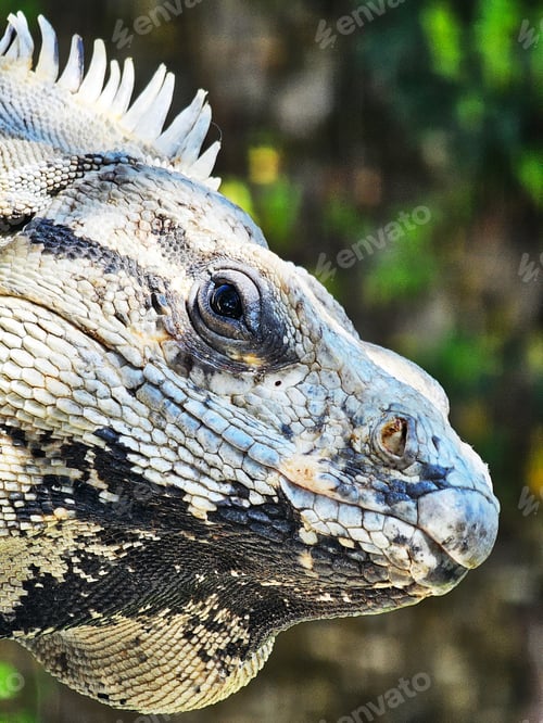 Preview: Closeup shot of a gray iguana's head in a forest setting. Jalisco, Mexico