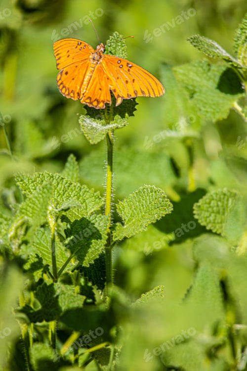 Preview: Butterfly perched upon a flower in Midtown Sacramento, CA