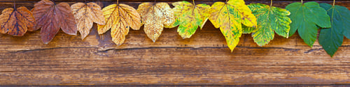 Preview: Universal Linkedin banner with still life with leaves for people any profession