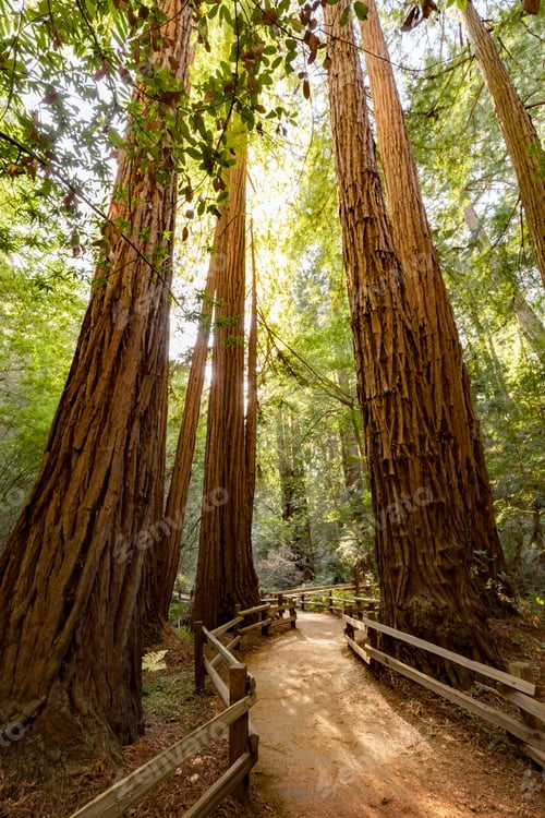 Preview: Giant redwoods