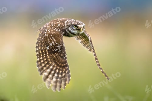 Preview: Little Owl flying on blurred background