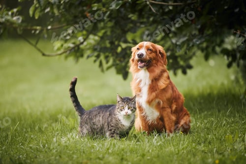 Preview: Cat and dog sitting together on meadow