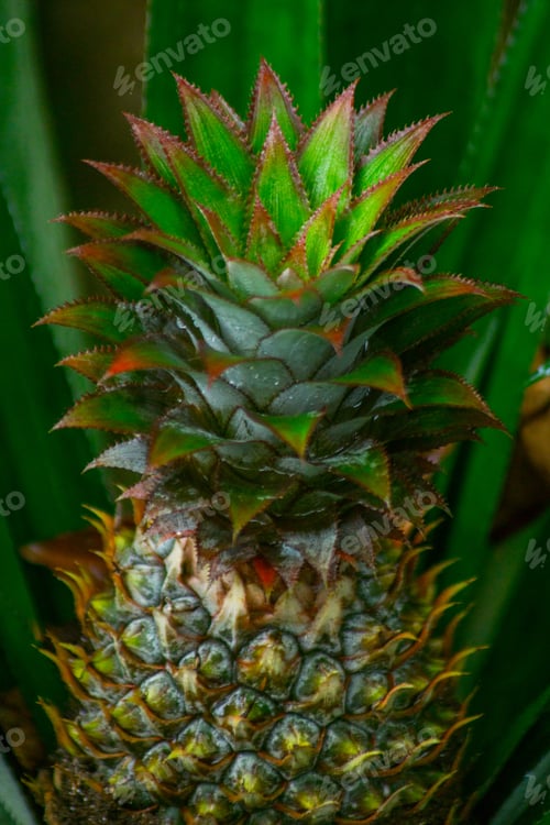 Preview: The natural beauty of Indonesia with small plants and animals, macro photos of plants and animals