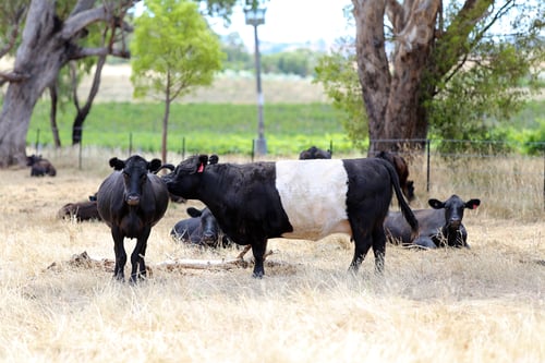 Preview: Pasture Mudgee, Australia