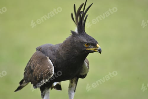 Preview: Crested eagle in the wilds