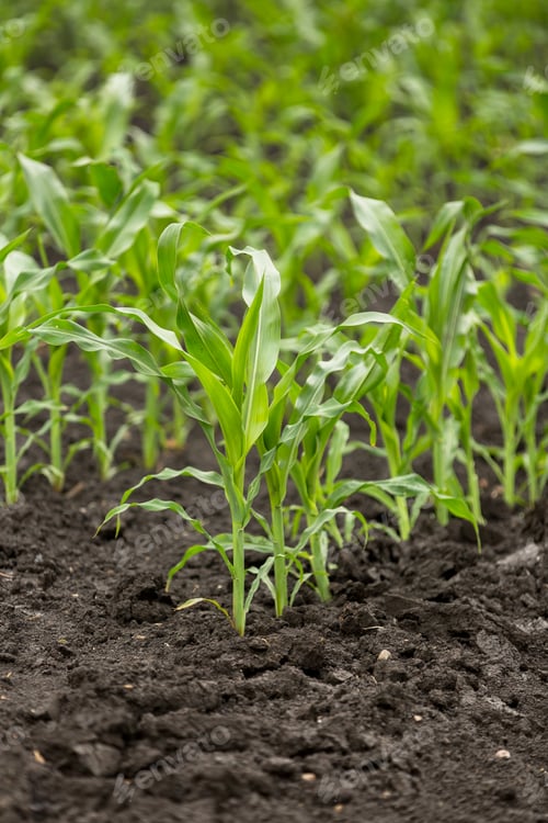 Preview: Green field of young corn with clean rows