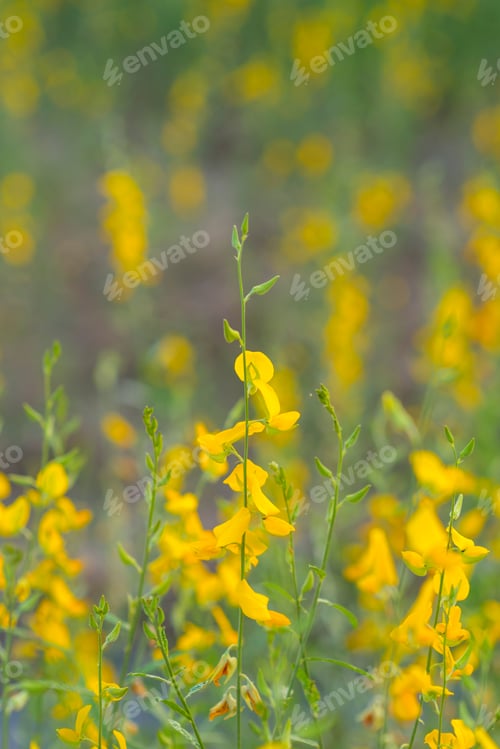 Preview: yellow flower field in Thailand mountain