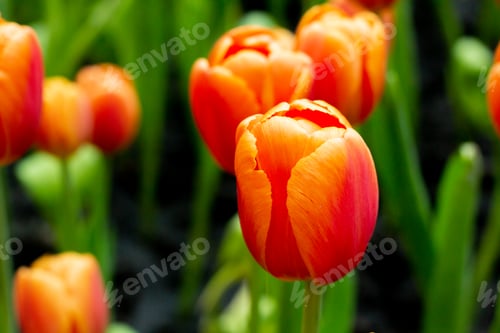 Preview: Orange poppy flowers in summer. Opium poppy field