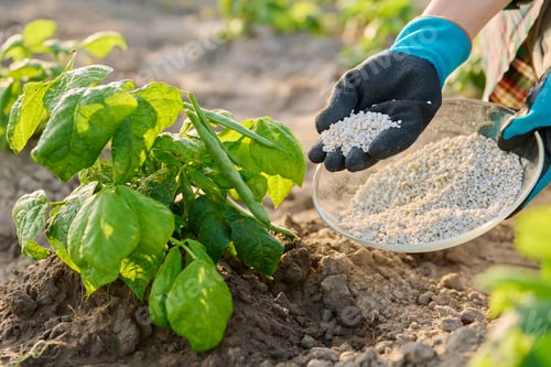 Preview: Close up of mineral fertilizers in hands, fertilizing beans legumes plant
