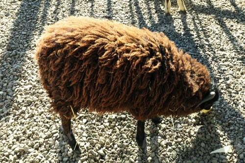 Preview: Cute small sheep in sunny day in park