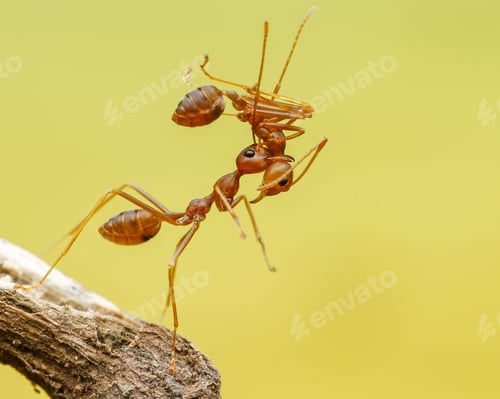 Preview: red ants