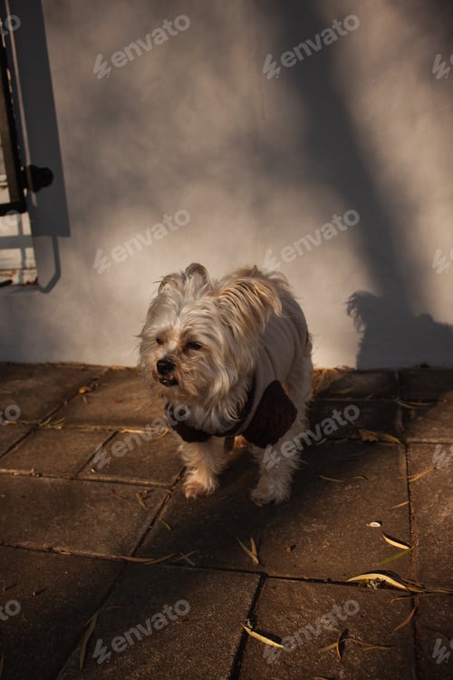 Preview: Cute dog