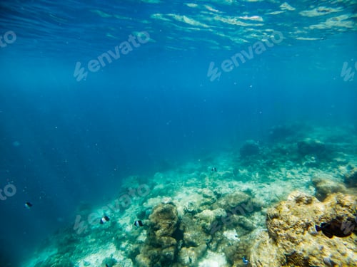 Preview: corals and tropical fish underwater sea life