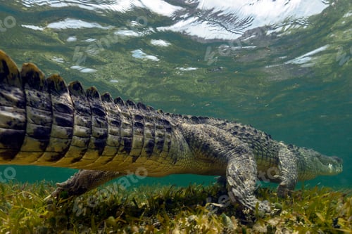 Preview: Mexico, American crocodile under water