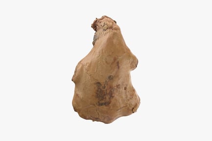 Preview: Fresh Ginger Root with Stem