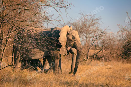 Preview: Elephants foraging in the wild grasslands of Botswana during a golden afternoon sunlight