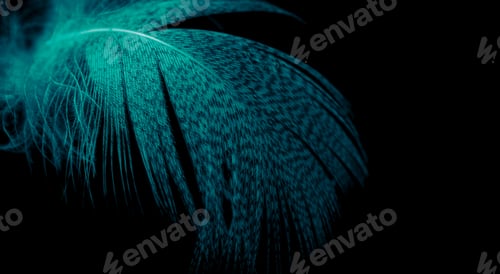 Preview: blue duck feather on black isolated background