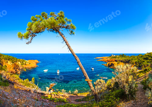 Preview: Esterel, tree, rocks beach coast and sea. Cote Azur, Provence, France.