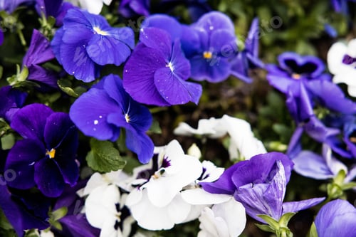 Preview: Closeup shot of white and purple horned violets blooming in the garden