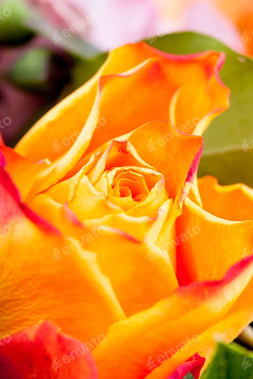 Preview: Beautiful flower macro shooting in studio