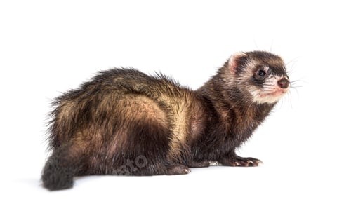 Preview: Back view of a European polecat looking back or looking away, is