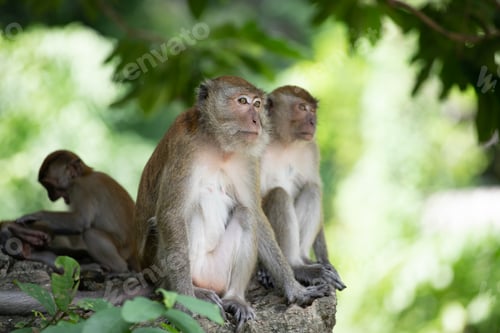 Preview: Macaque monkeys in the forest.