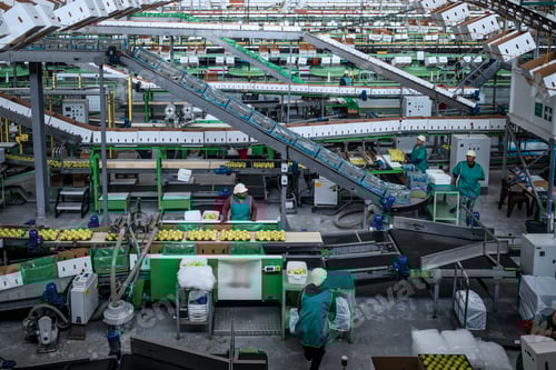 Preview: People working in apple factory