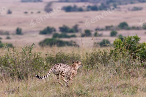 Preview: Cheetah Wildlife Wild Animas Maasai Mara National Game Reserve Kenya